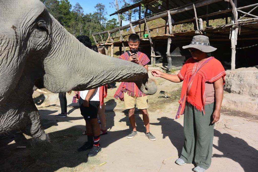 Short, round Black woman feeding an elephant.