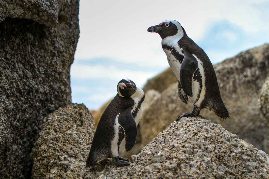 Boulders Penguin Colony with a kid mammiddleagedmama.com